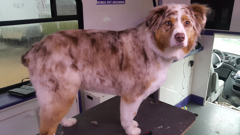 Fur On The Fly Mobile Pet Grooming