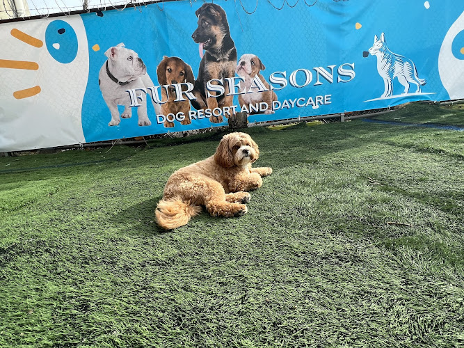 Fur Seasons Dog Resort & Spa