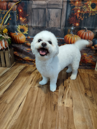 Fur Snips and Giggles llc