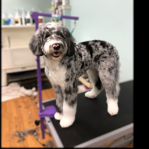 Fur The Love Of Grooming