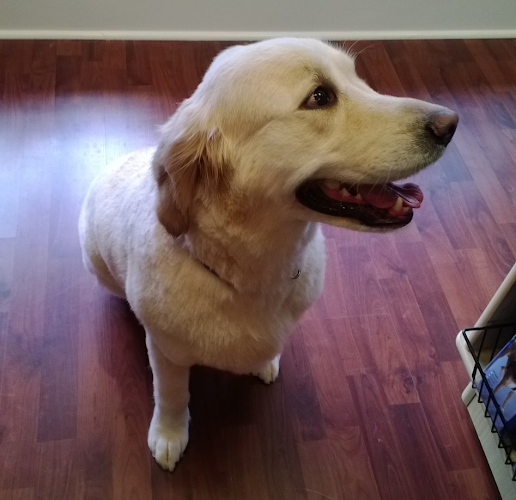 Fur the Love of Pets