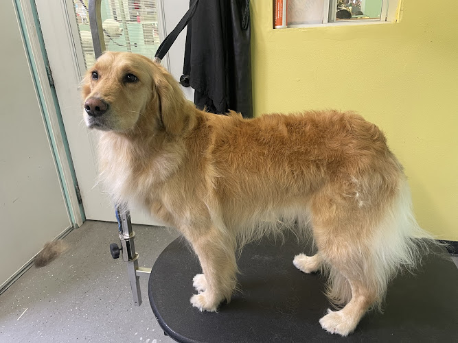 Fur Town Pet Grooming