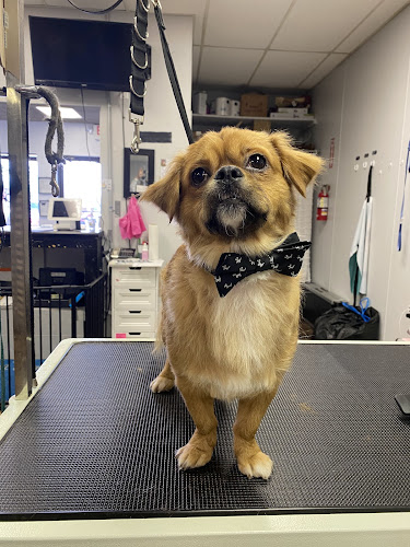 FurBabies Pet Spa Full Service Grooming & Self Serve Wash