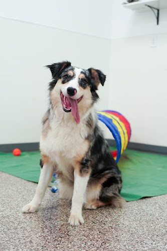 Furever Fresh Dog Grooming + Day Care