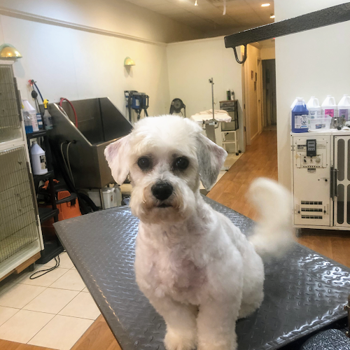 FurEver Friends Dog Grooming Salon