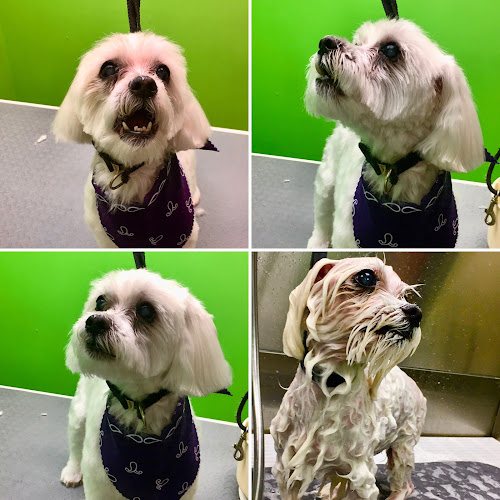 FURology Paw Spa & Retreat