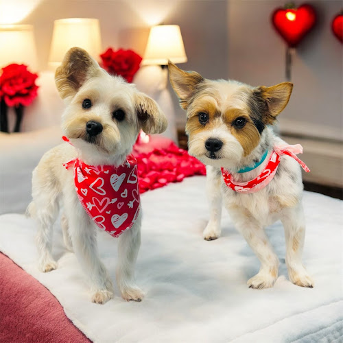 Furry and Fabulous pet grooming