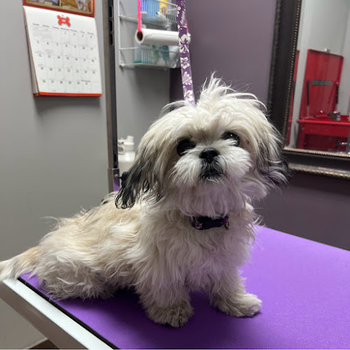 Furry Beginnings Gilbert Pet Groomer