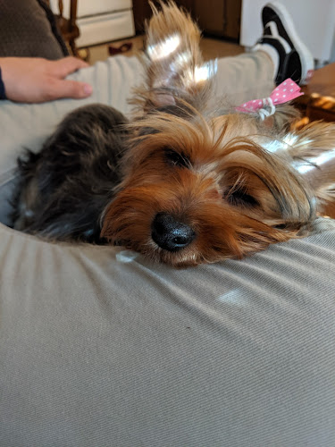 Furry Essentials Grooming Salon