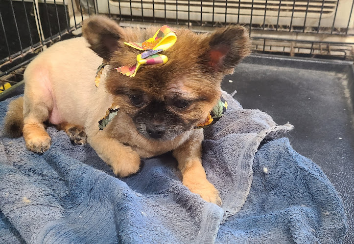 Furry Faces Cat and Dog Grooming