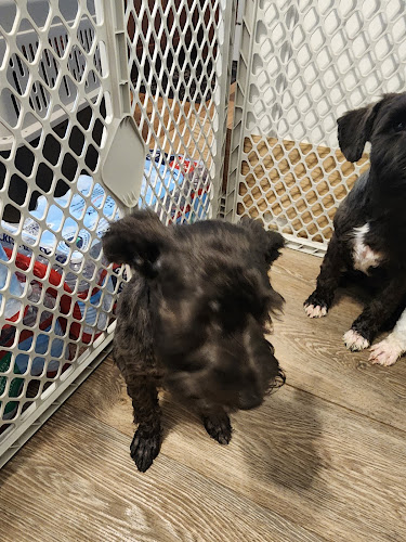 Furry Friends Dog and Cat Grooming