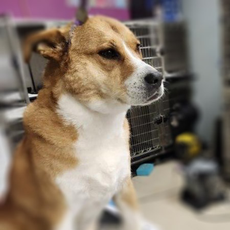 Furry Friends Spa & Grooming