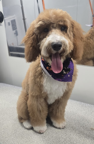 Furry Land Central Indiana