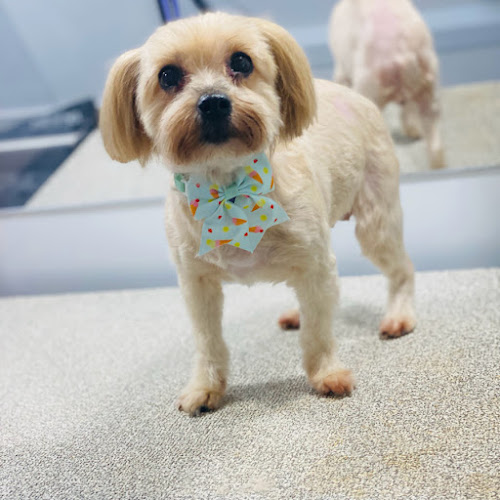 Furry Land Mobile Grooming Orlando