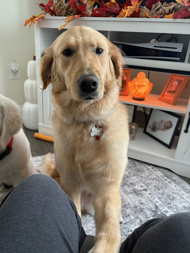 Furry Land Mobile Pet Grooming Central PA