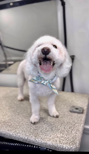 Furry Land Mobile Pet Grooming Jacksonville, FL