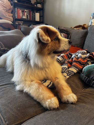 Furry Land Nashville