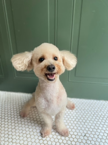 Furry n' Fabulous Gramercy