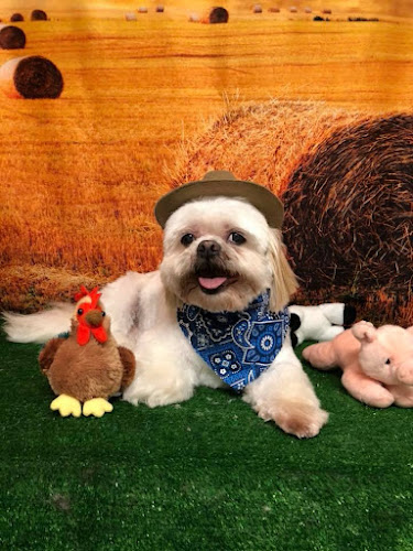 Furry Tails Grooming Salon & Spa