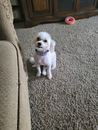 Furry Tails Pet Grooming 2