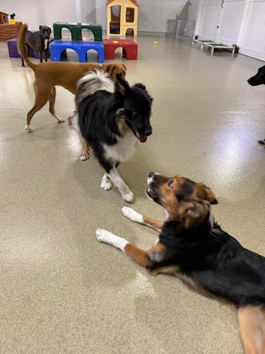 Fuzzy Butts Dog Daycare