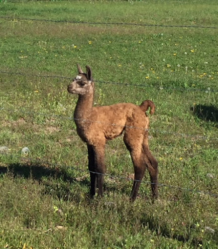 Fuzzy Butz Boarding & Grooming