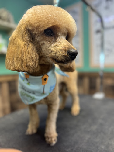 Fuzzy Friends Grooming Boutique