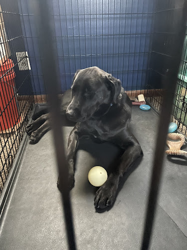 Fuzzy Pants Pet Stop