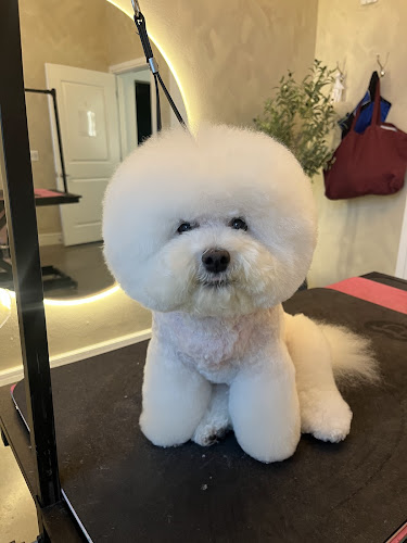 Gajeel’s Grooming Studio