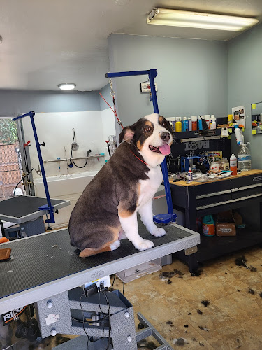 Galaviz Pet Grooming