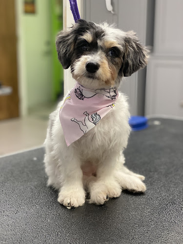 Gary's Professional Dog Grooming