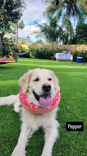 Gaston Mobile Grooming Dog Boarding and Day Care