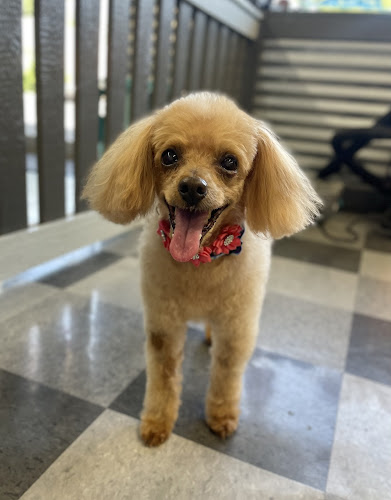 Gentle Paws Dog Grooming LLC