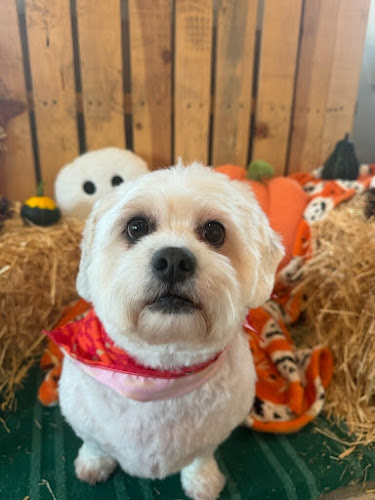 Giddy Pup Grooming Parlor