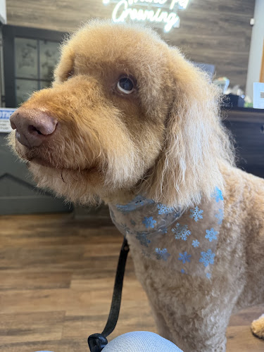 Glamour and Sunshine Pet Grooming