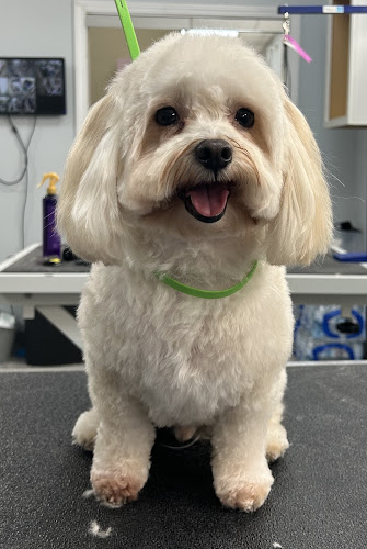 Glamour Grooming and Spa