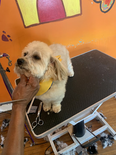 Glamour Grooming & Boarding