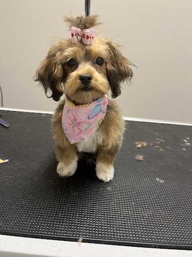 Glamour Pet Grooming