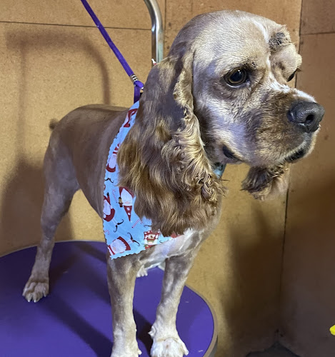 Glitz and Glam Pet Grooming