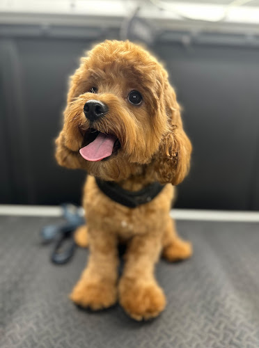 Go Groom Mobile Pet Grooming