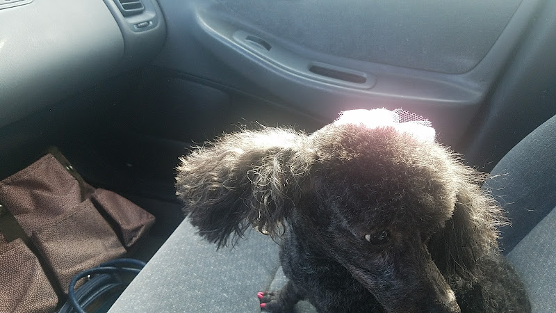 Goin 2 the Dogs Pet Resort