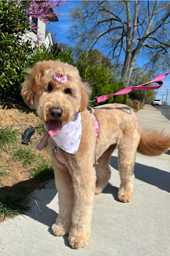 Gold Standard Dog Grooming LLC