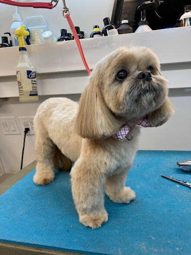 Golden Paw Mobile Spa