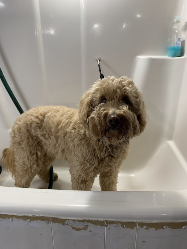 Golden Paw Spa & Hardscrabble Homestead