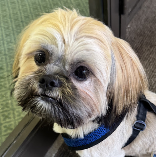 Golden Paws Pet Grooming