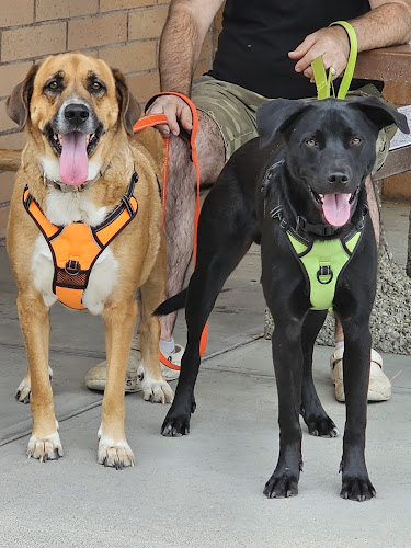 Golden Paws Pet Resort & Salon