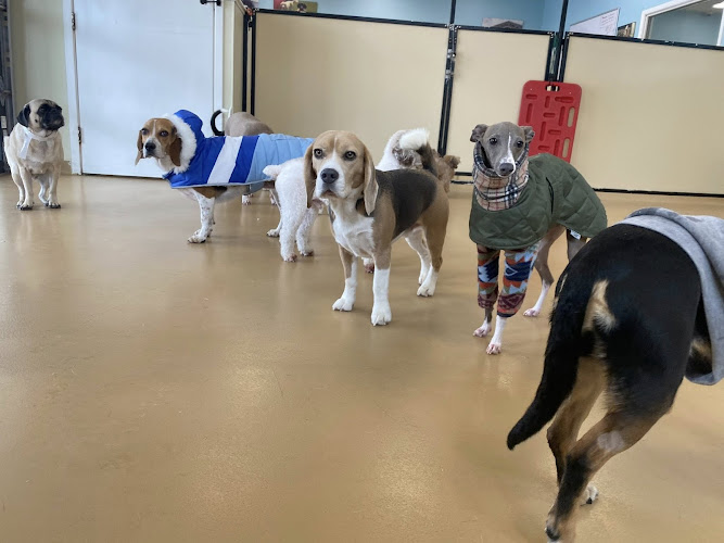 Golden Paws Pet Resort & Spa