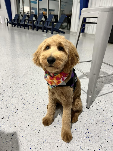 Golden Poodle Grooming