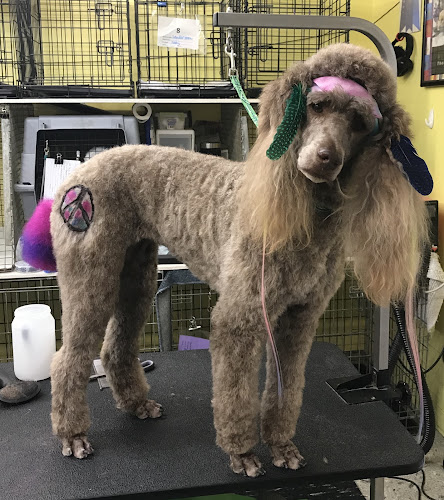 Golden Touch Grooming