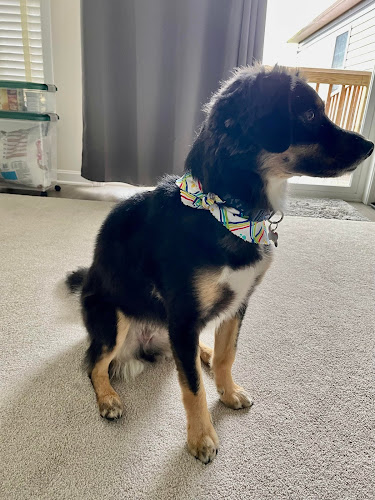 Gone to the Dogs Mobile Pet Grooming